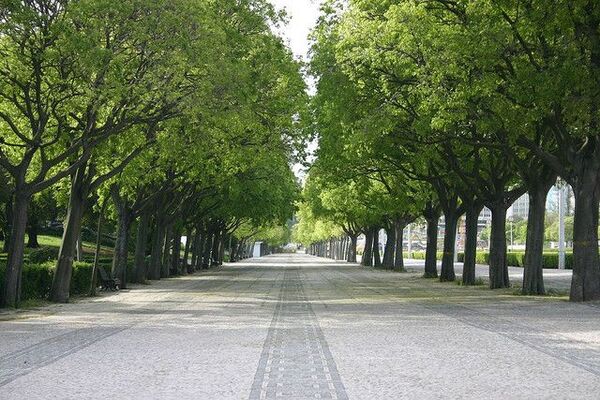 City sidewalk lined with trees and soft light